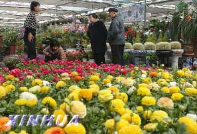 沈阳育才花卉批发市场